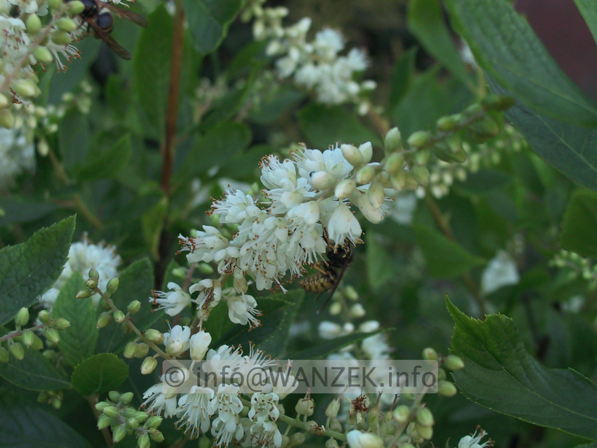 Clethra alnifolia - Blueten.JPG